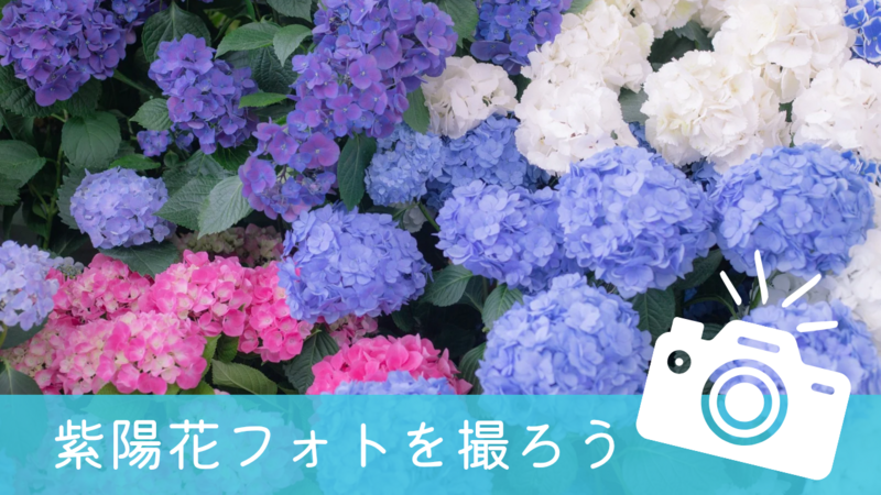 【女性主催】スマホOK！紫陽花フォトを撮りに行こう📸✨