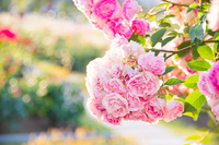 5/10開催【中之島バラ公園】フォトウォークお写活｟20代/30代企画｠🌹📸