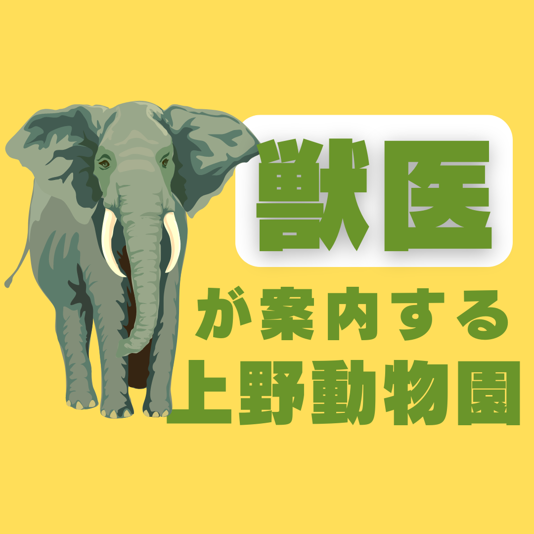 獣医が案内🦁春の上野動物園🦩