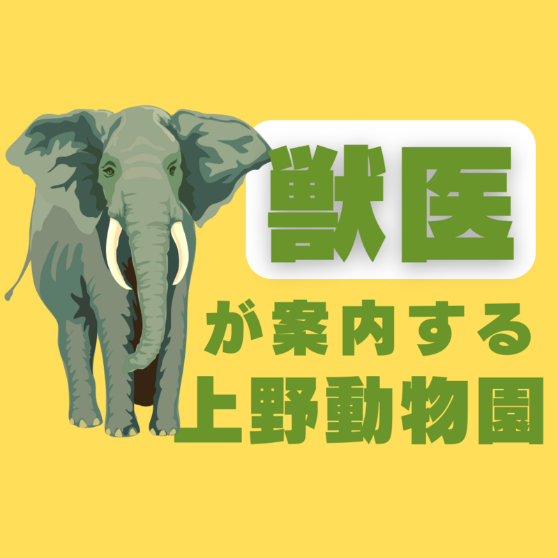 獣医が案内🦁春の上野動物園🦩