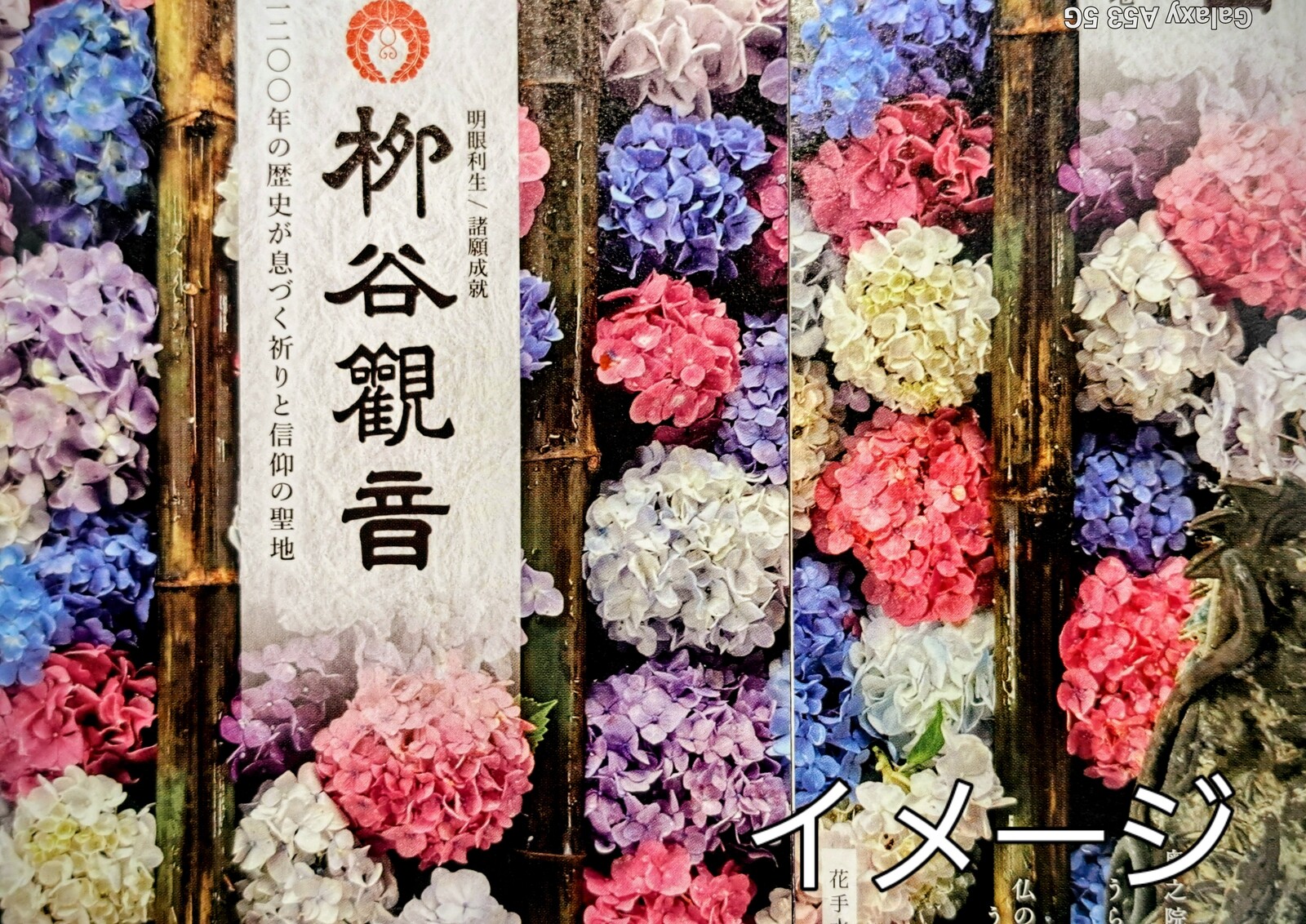 色鮮やかなあじさい寺　楊谷寺と花手水巡り