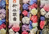 色鮮やかなあじさい寺　楊谷寺と花手水巡り