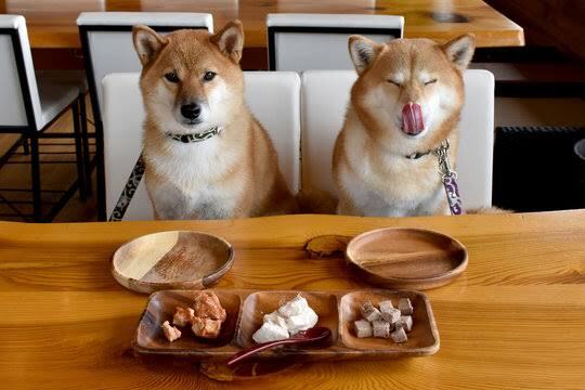 犬カフェ会_犬とふれあいたい人募集中！