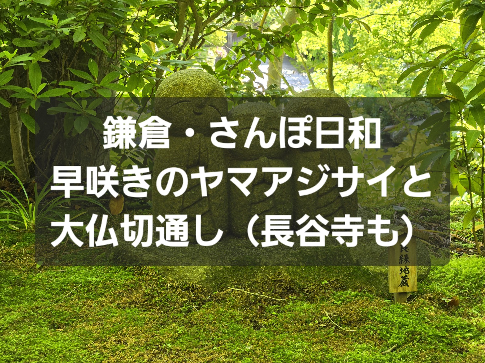 鎌倉・さんぽ日和～早咲きのヤマアジサイと大仏切通し〜光則寺・長谷寺をめぐって