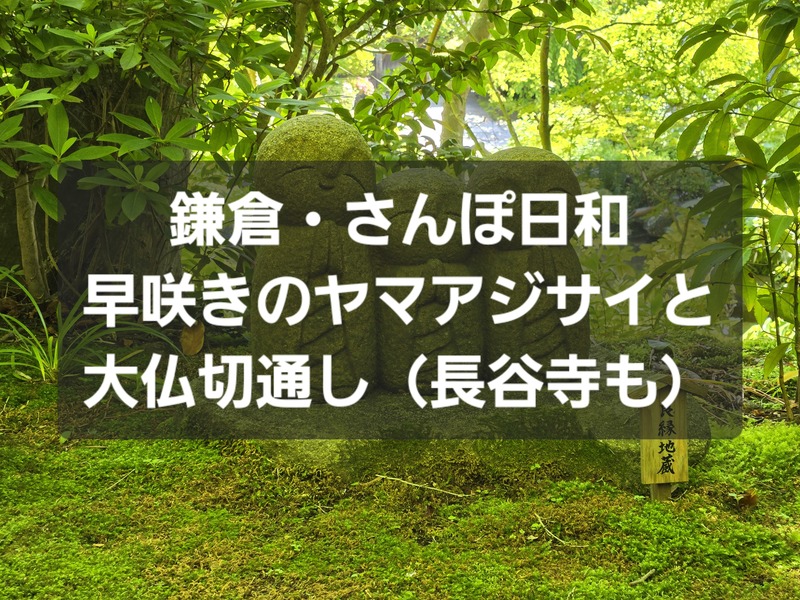 鎌倉・さんぽ日和～早咲きのヤマアジサイと大仏切通し〜光則寺・長谷寺をめぐって