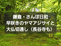 鎌倉・さんぽ日和～早咲きのヤマアジサイと大仏切通し〜光則寺・長谷寺をめぐって