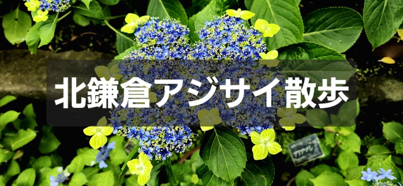 アジサイ尽くしの北鎌倉散歩 ～東慶寺・浄智寺・古民家ミュージアムへ。混雑を避けて、梅雨のご褒美を～