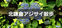 アジサイ尽くしの北鎌倉散歩 ～東慶寺・浄智寺・古民家ミュージアムへ。混雑を避けて、梅雨のご褒美を～