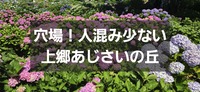 穴場の絶景スポット🌿 上郷アジサイの丘で、梅雨の贅沢を味わおう。