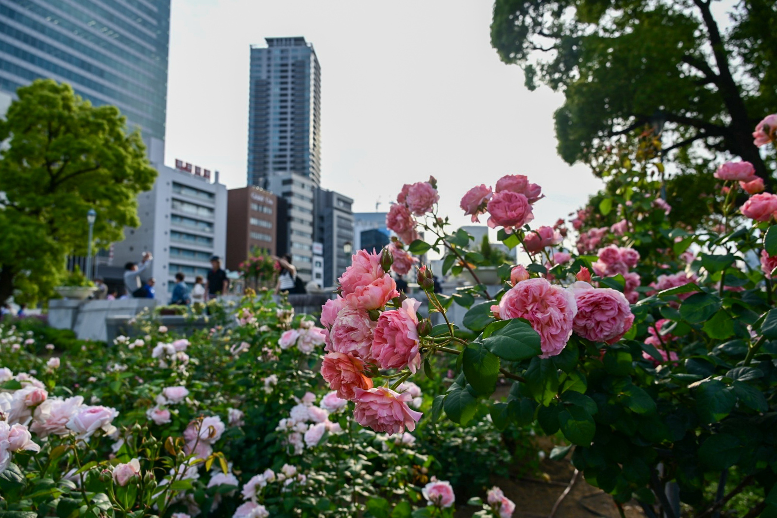 【お散歩写真📷】中之島公園〜靱公園フォトウォークして素敵な薔薇🌹の写真撮りに行こう📷✨