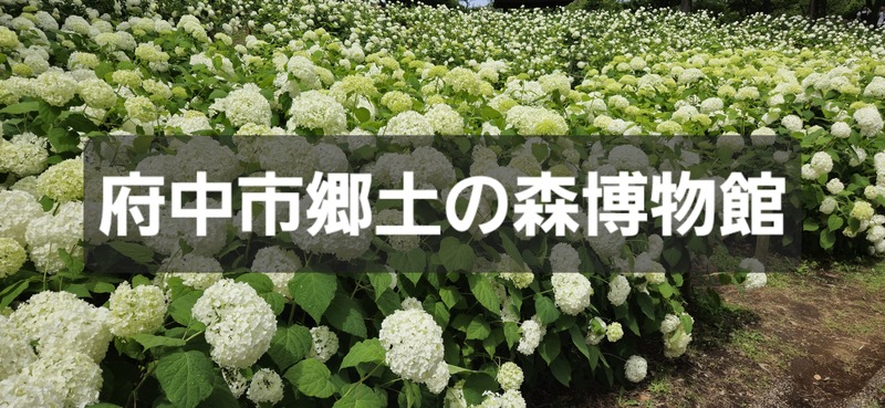 💠10,000株のアジサイ～府中市郷土の森博物館さんぽ