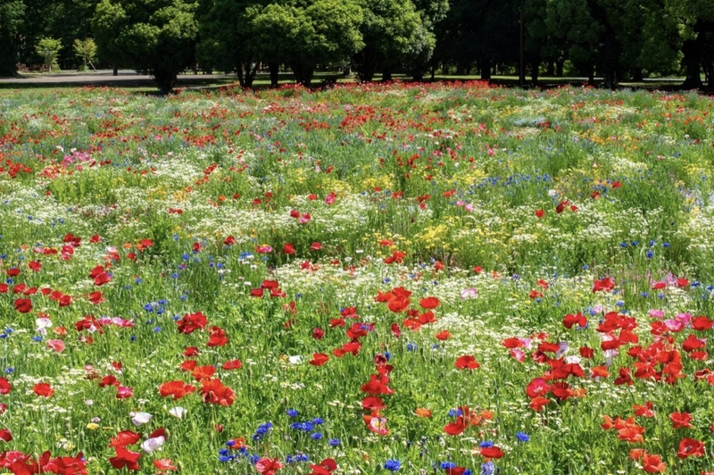 🌷昭和記念公園🌹お花を撮りに写活しよう📷