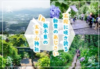 石段のあじさいで人気の太平山でハイキングを楽しもう！