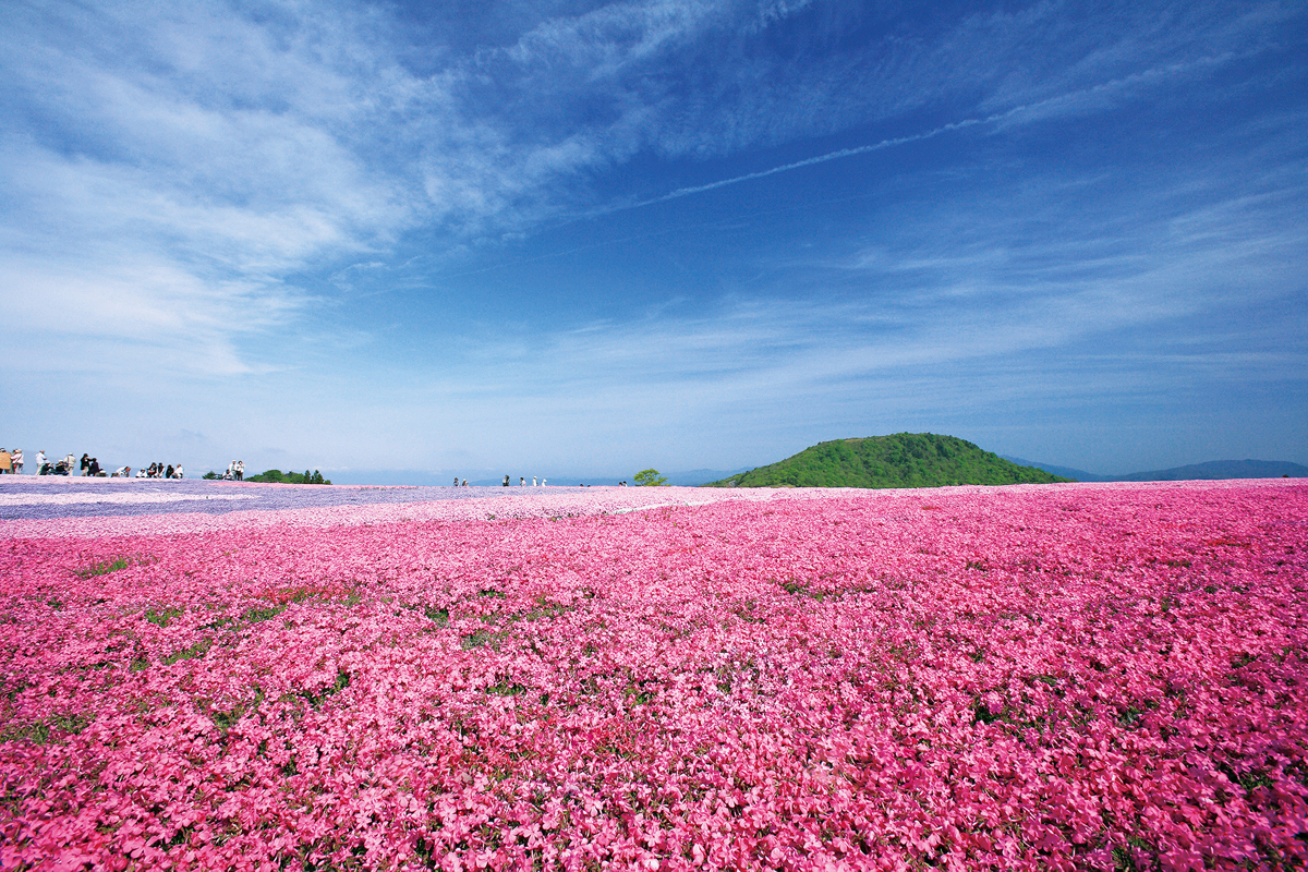 【愛知 茶臼山高原】芝桜撮影会🌸📸