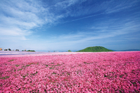 【愛知 茶臼山高原】芝桜撮影会🌸📸