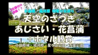 初夏の花巡り！天空のさつき・小田原城あじさい・花菖蒲・ホタル観賞　3企画分の価値！？【アラサー・アラフォー歓迎】