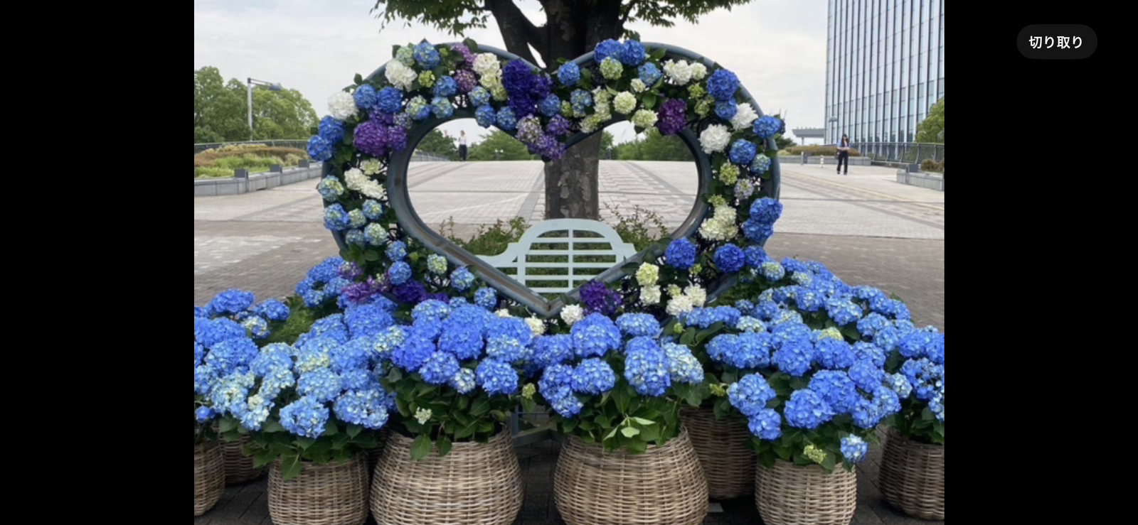 ⭐️主催２名カメラ📷で撮影🏢お台場の公園の紫陽花🪻を見に行こう🚶
