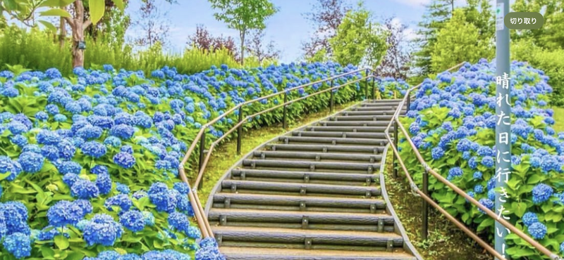 🌊お台場にある紫陽花ロードに行こう
