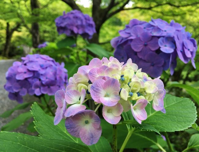 東福寺〜藤森神社　あじさい散策