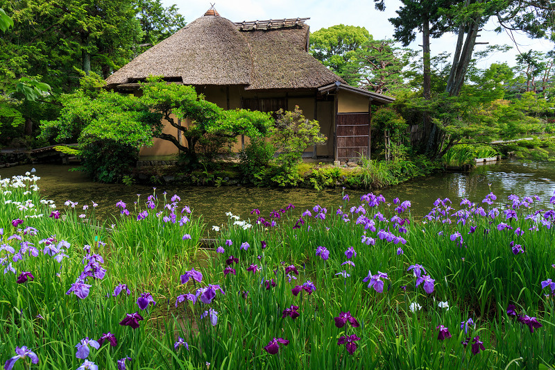 京都梅宮大社あじさい・花菖蒲と鈴虫寺