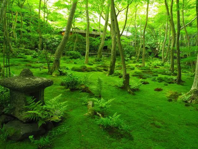 京都・奥嵯峨　新緑ウォーキング