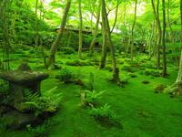 京都・奥嵯峨　新緑ウォーキング