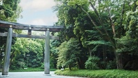 【20代限定】明治神宮をお散歩しよう🌲✨