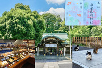 男女比調整で女性のみ募集中【限定の猫御朱印を頂こう！】 5/25 14時 白金氷川神社！【境内の猫たちに会おう！】