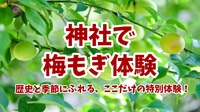 【歴史ある神社の神苑で梅もぎ体験】