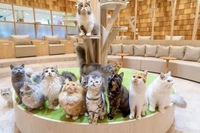 【30代〜50代】池袋✨ネコちゃん🐈と遊べる『猫カフェ』に行ってみよう🙋‍♀️写真 動画撮影ＯＫです✨