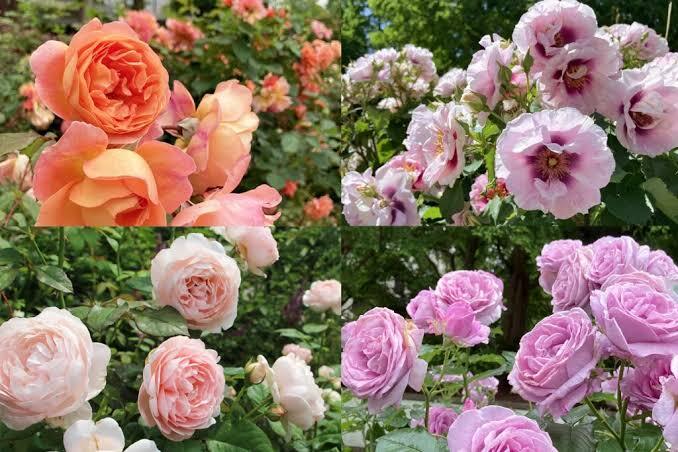 【早割中】練馬のバラを見にいこう🌹30代40代限定