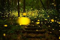 【早割中】夏の風物詩ホタルを見に行こう✨🌃