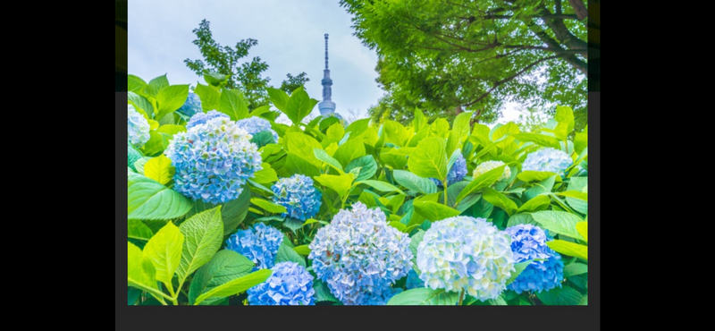 【浅草隅田公園×紫陽花】色とりどりの紫陽花に囲まれる特別なひととき🌸✨