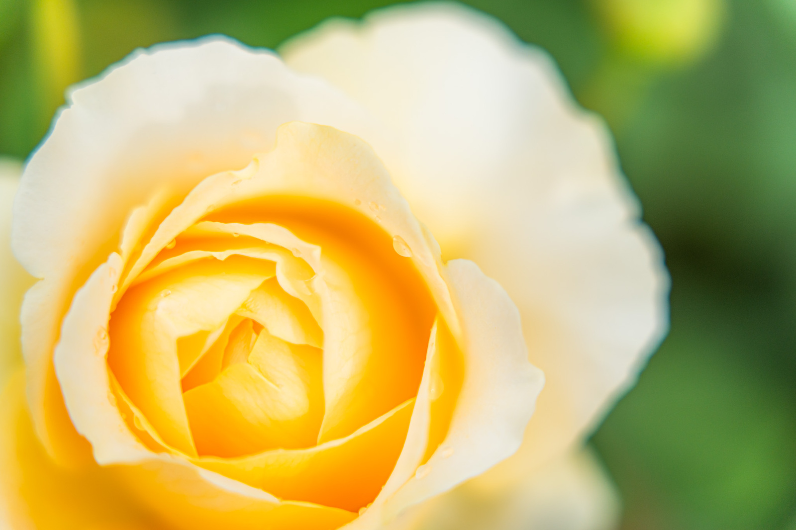 5/25開催【中之島バラ公園】フォトウォークお写活｟20代/30代企画｠🌹📸