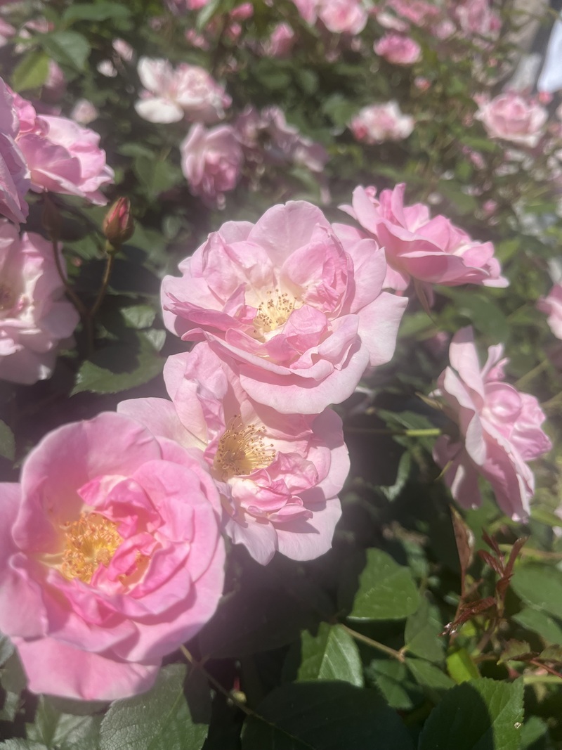 【20代限定急募】5/24(土) 12:00~ バラ園フォトウォーク🌹✨