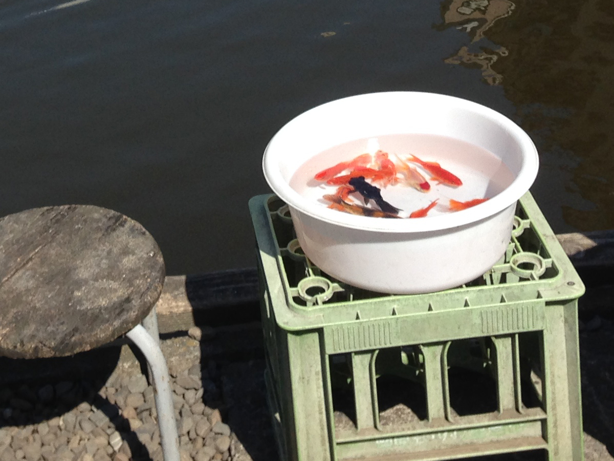 🎣 阿佐ヶ谷の老舗釣り堀「寿々木園」で金魚釣りを体験しよう 🐟
