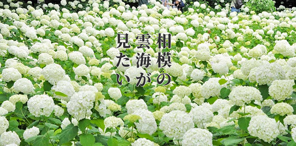 アジサイ・アナベル撮影会in相模原