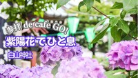 参拝 de cafe GO!   白山神社で紫陽花鑑賞・参拝＆カフェでトーク