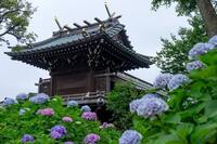 【文京あじさいまつりに行こう！】6/14 14時半　白山神社！