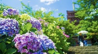 【今月の撮影企画📸】カメラと歩く本土寺紫陽花巡り 〜梅雨を彩る花の絶景〜
