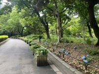 🚶🏻【日比谷公園】朝さんぽ と カフェトーク