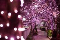【20代30代限定】目黒川イルミネーションを見に行こう🌺🌺