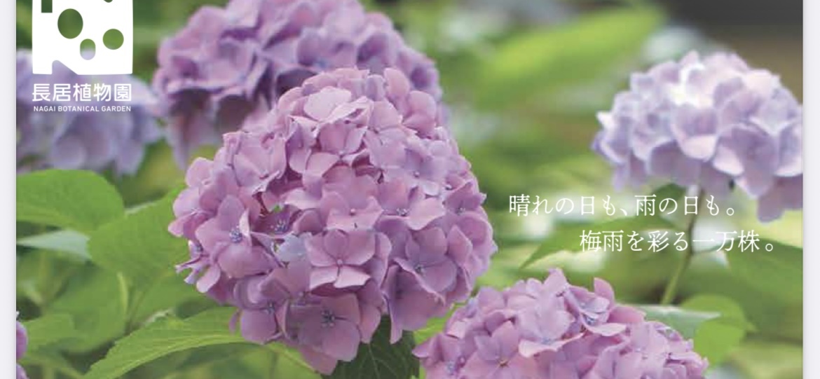 6/14（土）🪻紫陽花さんぽ🪻
