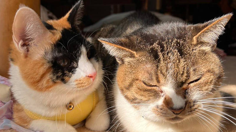 猫大好きな人集まれ❣️猫カフェ会😹