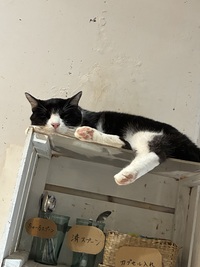 猫大好きな人集まれ❣️猫カフェ会😹