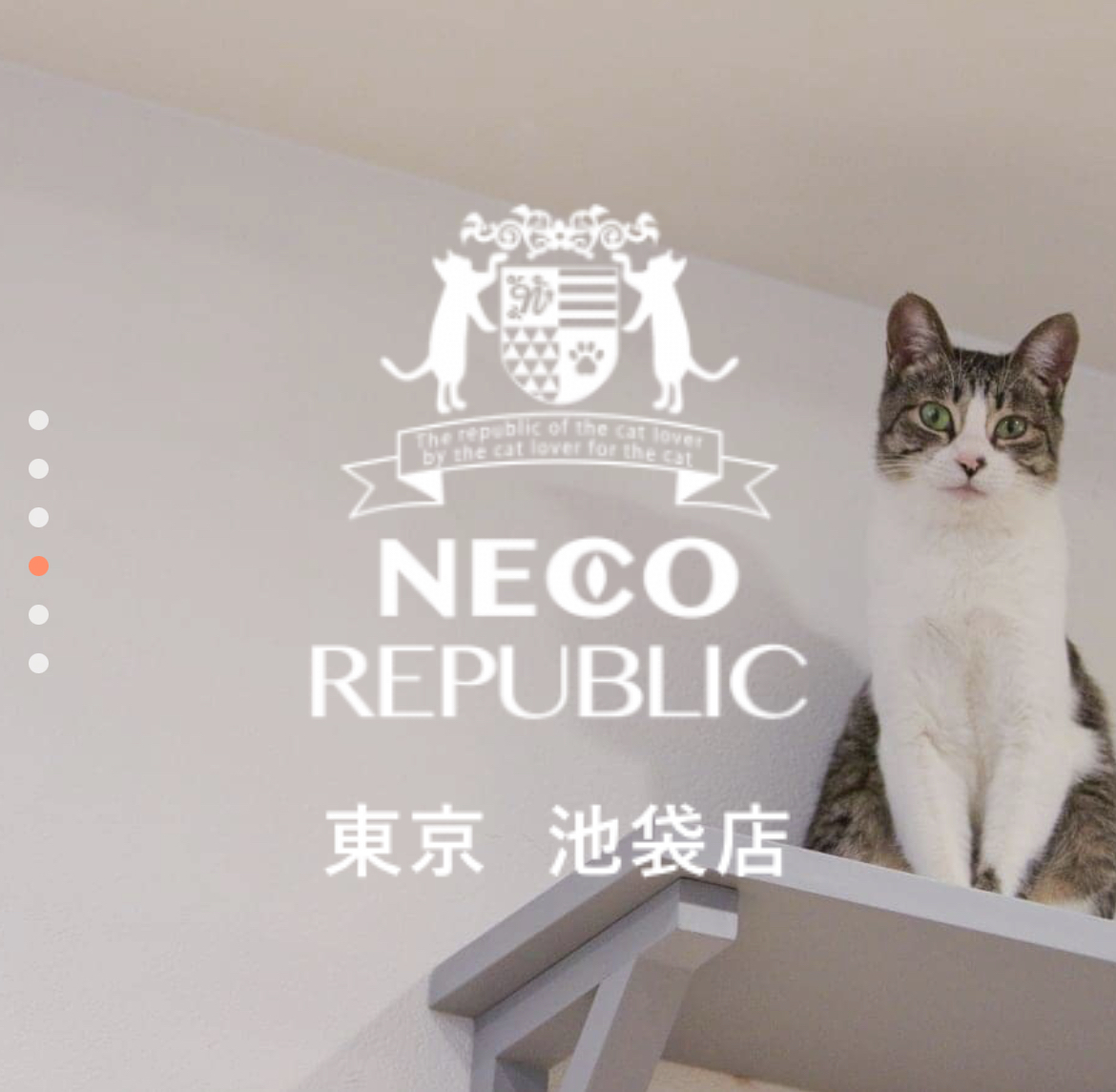 女性主催【6/22(日)】猫カフェに行こう！！！