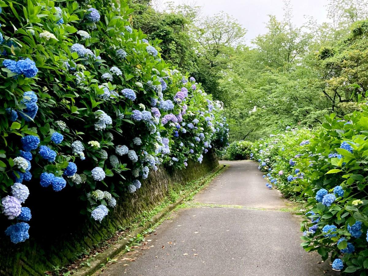 【7月5日(土)】生駒山ピザ作り＆あじさい鑑賞ハイキング