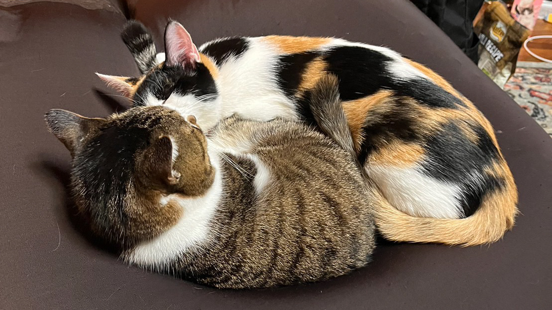 やっぱり猫好き❣️猫カフェ会😻