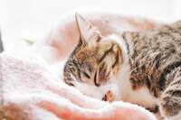 【20代限定🐾高田馬場】🐈‍⬛疲れを猫ちゃん達に癒してもらいに行きませんか？
