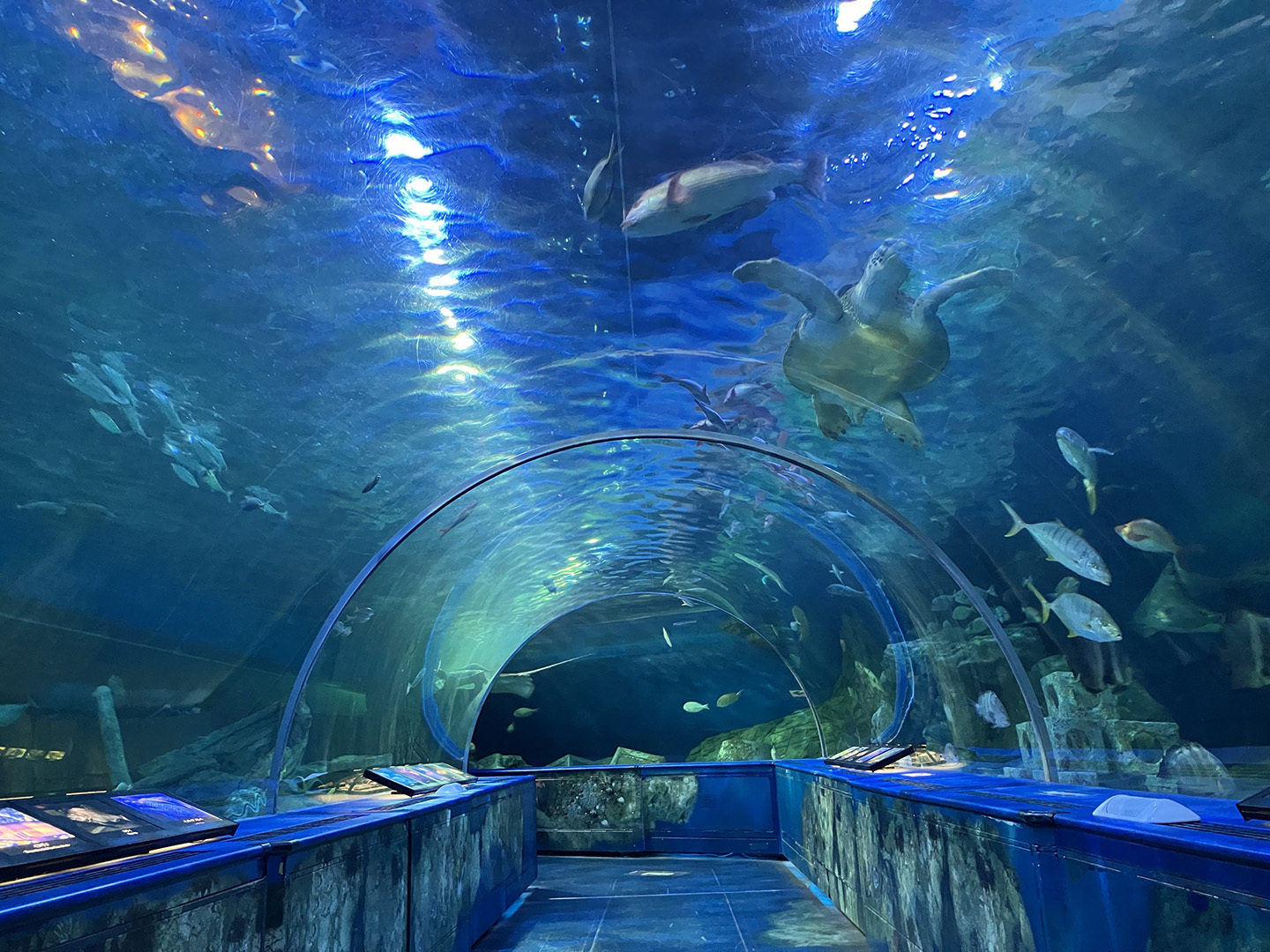 【30代中盤〜40代中心】しながわ水族館&近くのお店でランチ